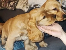 English Cocker Spaniel – Cocker Spaniel – Ansbach
