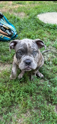 American Bulldog – American Bully
