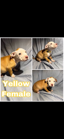 Red Nose Pit / Pocket Bully Puppies