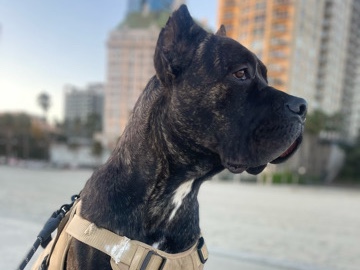 Cane Corso – Cane Corso Male – Long Beach