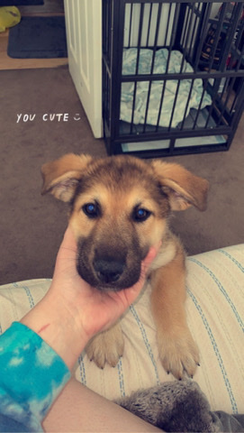 German Shepherd – needs new home