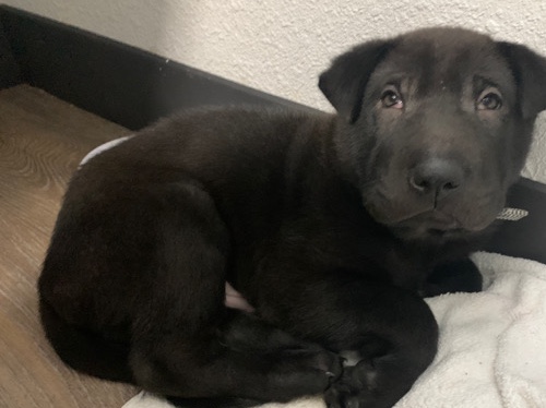 Shar Pei – snoop last of litter