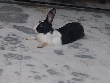 Cute 6-Month-Old Rabbit Looking for Loving Home – Delhi