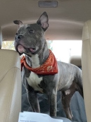 American Bulldog – american stratford terrier pitbull