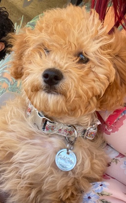 Maltipoo puppy