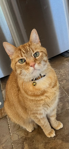 American Curl – Very sweet senior kitty