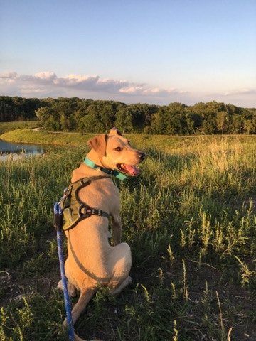 Treeing Cur – rehome pet