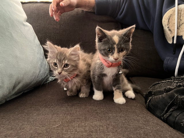 kittens