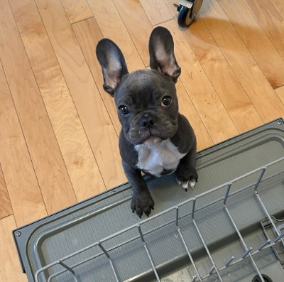 French Bulldog – Blue French Bulldog - 8 months – Wesley Chapel