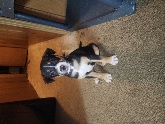 American Pit Bull Terrier – puppies 4 sale