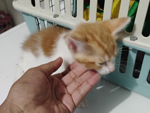 American Shorthair – 7 weeks old female kitten – Fort Pierce
