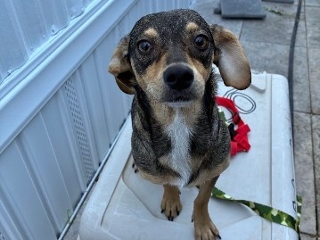 Chihuahua – Free Chihuahua/dauchsund breed – Phoenix