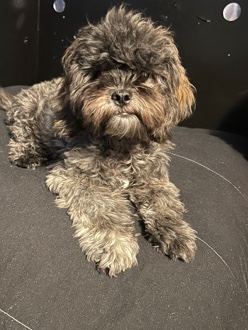 Poodle – Mellow