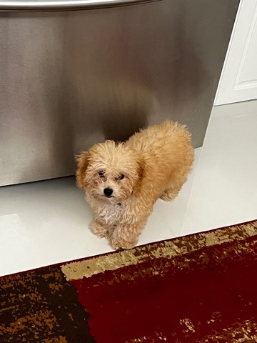 Poodle – Toy poodle puppy