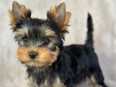 Yorkshire Terrier - Affecrionate Yorkie Puppies available for adoption in Perth