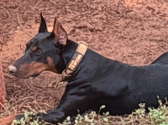 Doberman Pinscher – Doberman male 4 months old – Snellville