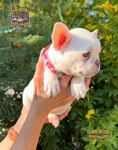 French Bulldog – French Bulldog Female Platinum