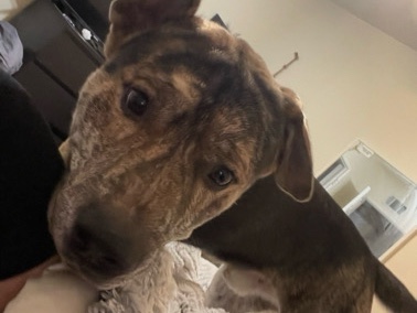 Mixed Breed – Rehoming Ace – Los Angeles