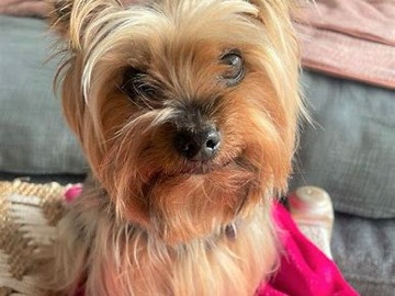 Yorkie Poo – pure bred female yorkie – Rosharon