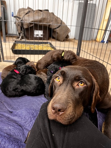 Labrador Retriever – labradoodles 🥰