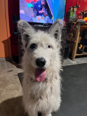 Stray needs a home!