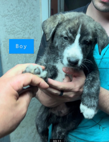 German Shepherd – 10 week old Shepsky puppies for sale