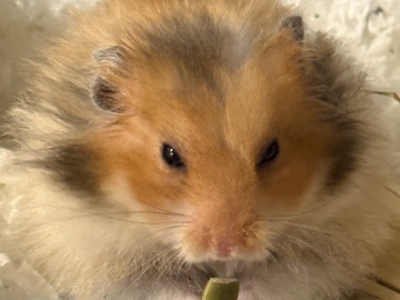 Hamster – Syrian Hamster Available for Rehoming in Rochester – Rochester