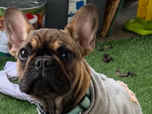 French Bulldog – Frenchie bulldog – Mountain View