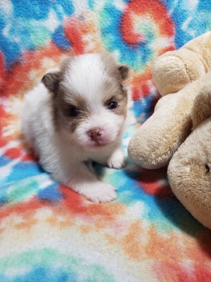 Pomeranian – AKC limited Pomeranians – Granbury