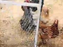 Chicken – 10 egg layers 1 rooster – Oak Harbor
