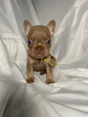 French Bulldog – Beautiful Frenchies