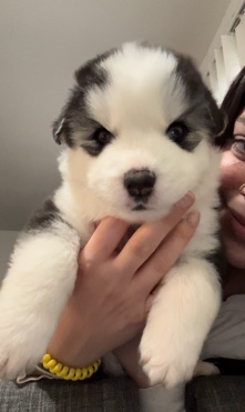 Husky puppies