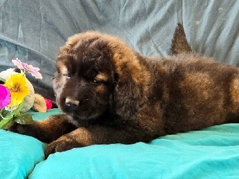 Caucasian Shepherd Dog – Caucasian Shepherd Puppy – Madison