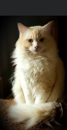 Ragdoll – purebred ragdolls