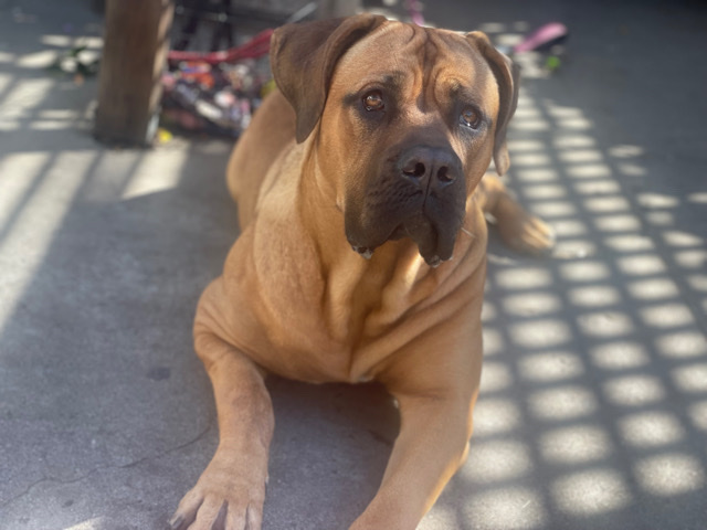 English Mastiff – looking for a happy home