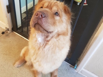 Shar Pei – rehoming bearcoat Shar pei – Alcester