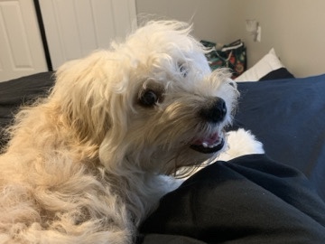 Goldendoodle – mini golden doodle – Little Rock