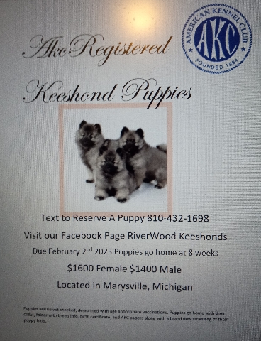 Keeshond – RiverWood Keeshonds