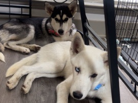 Siberian Husky – Huskies for sale – Raleigh