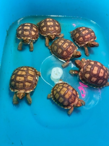 Any – Sulcata Tortoise