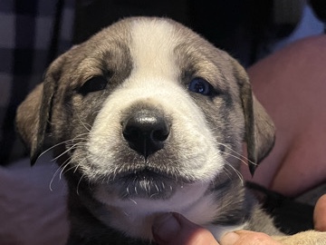 Mixed Breed – Silver and white Bully mix puppy (boy) – Mound House