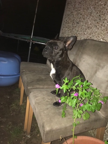 French Bulldog – 1year old female french bulldog