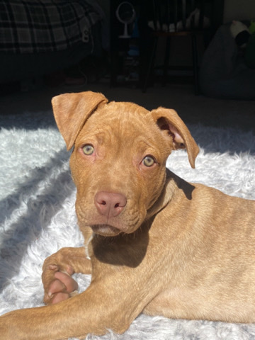 American Pit Bull Terrier – Red nose pit bull