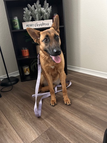 Belgian Shepherd Dog (Malinois) – Service Dog