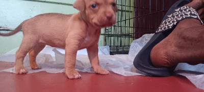 American Pit Bull Terrier – Red nose pit puppies available – Tampa