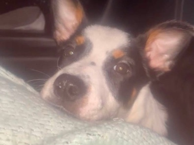 Australian Cattle Dog – Energetic Australian Cattle Dog Puppy – Under 1 Year Old Female – Spokane
