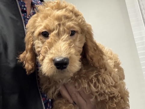 Goldendoodle – mini doodle – Jacksonville