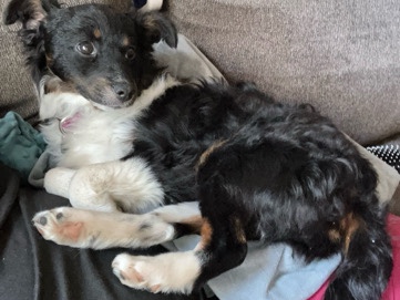 Rat Terrier – Beautiful little terrier puppy – Turner
