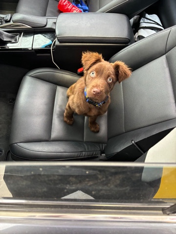 German Shepherd – german shepherd lab mix