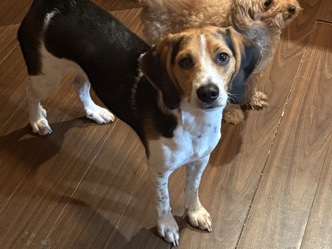 Beagle – looking for new home – Pickering